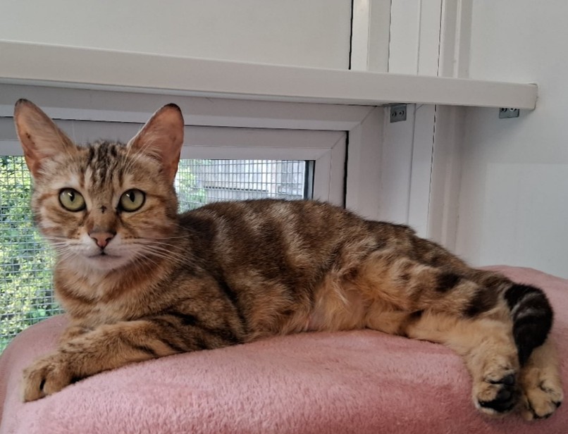 Adoptable cat at Pennine Pen Animal Rescue in Manchester, UK