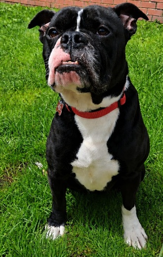 Adoptable dog at Pennine Pen Animal Rescue in Manchester, UK