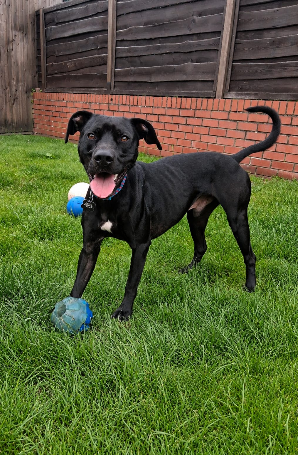 Adoptable dog at Pennine Pen Animal Rescue in Manchester, UK