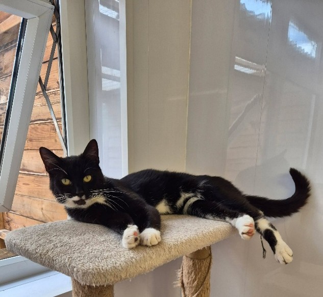 Adoptable cat at Pennine Pen Animal Rescue in Manchester, UK