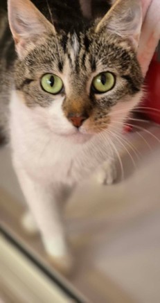 Adoptable cat at Pennine Pen Animal Rescue in Manchester, UK