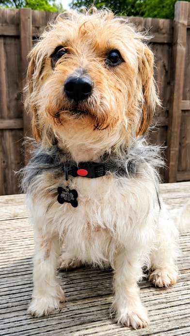 Adoptable dog at Pennine Pen Animal Rescue in Manchester, UK