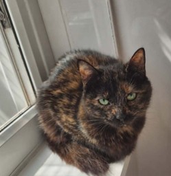 Adoptable cat at Pennine Pen Animal Rescue in Manchester, UK