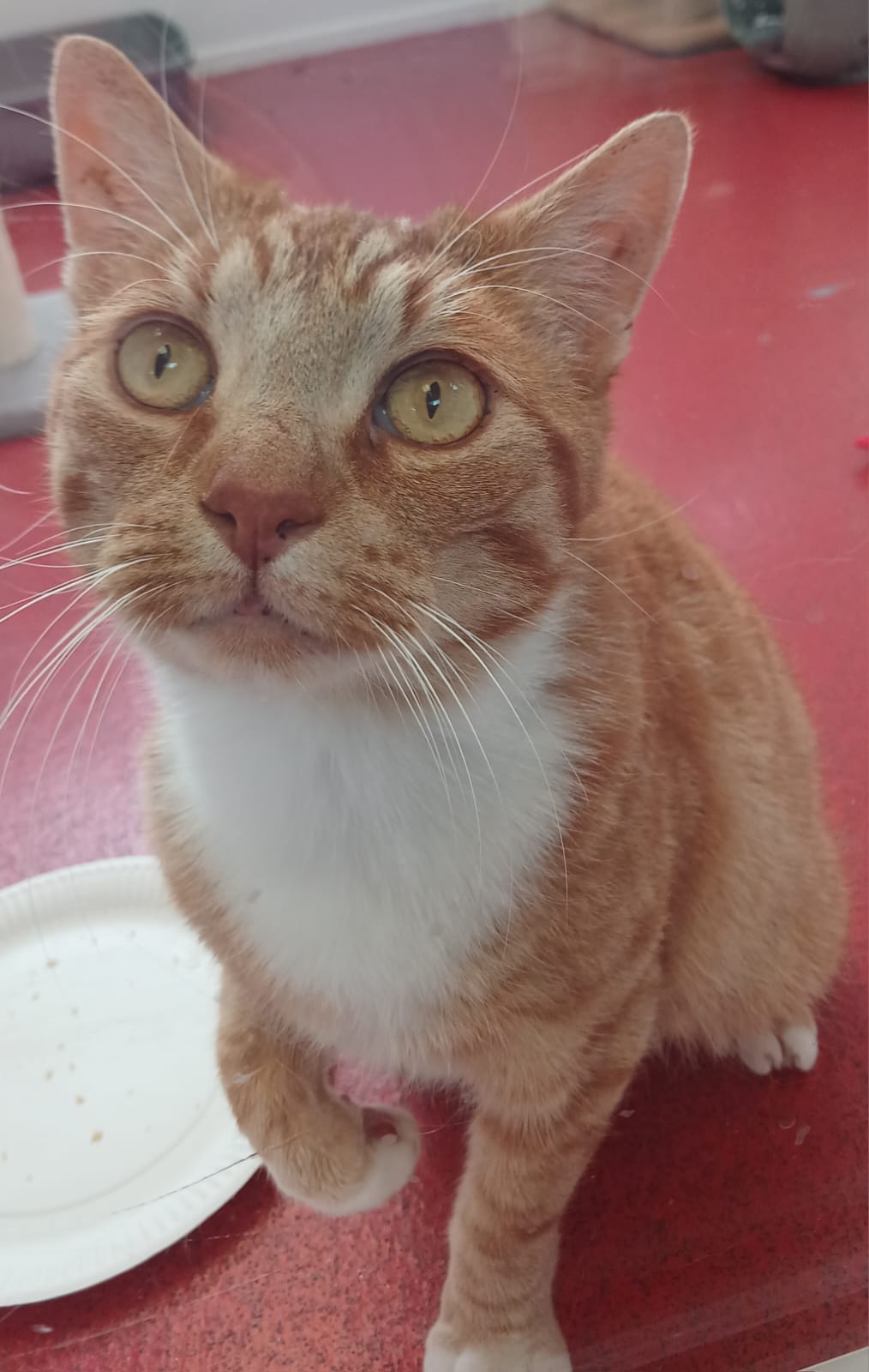 Adoptable cat at Pennine Pen Animal Rescue in Manchester, UK