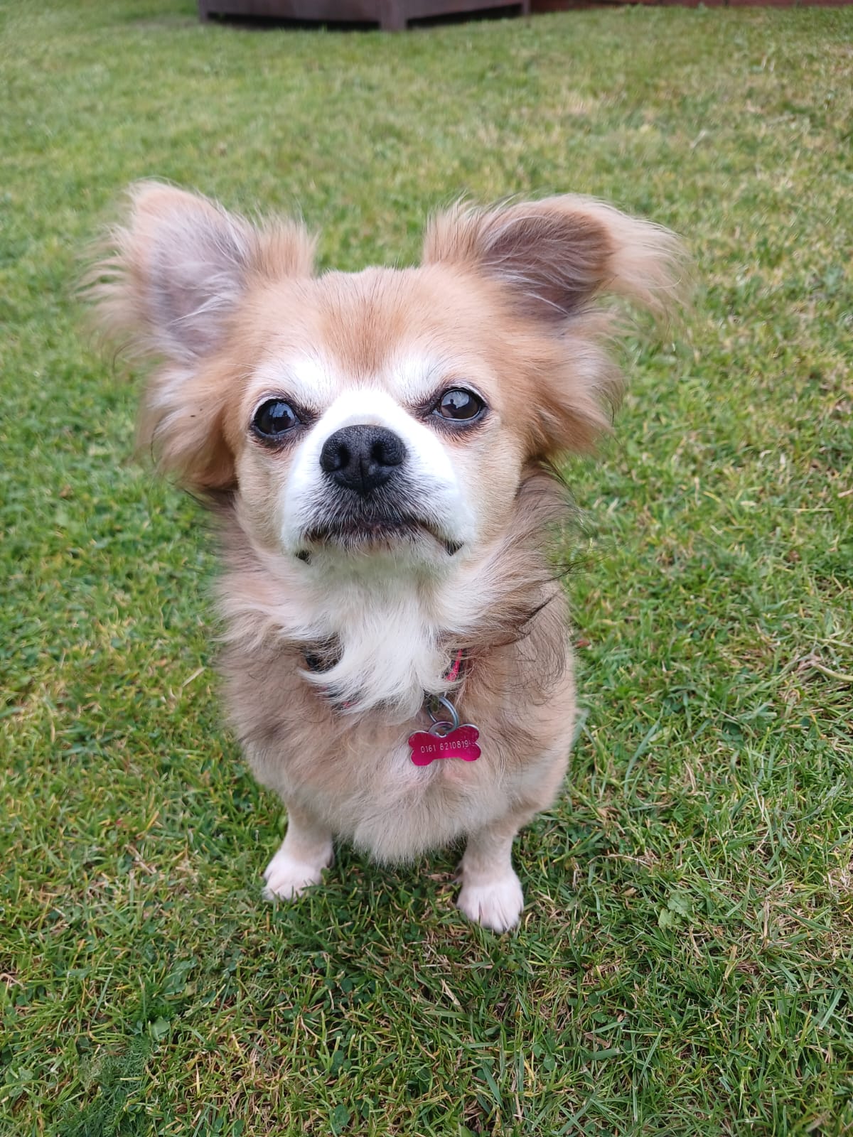 Adoptable dog at Pennine Pen Animal Rescue in Manchester, UK