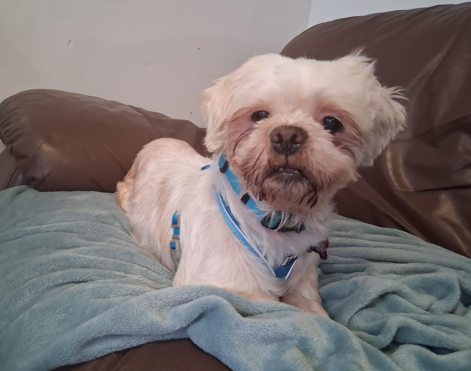Adoptable dog at Pennine Pen Animal Rescue in Manchester, UK
