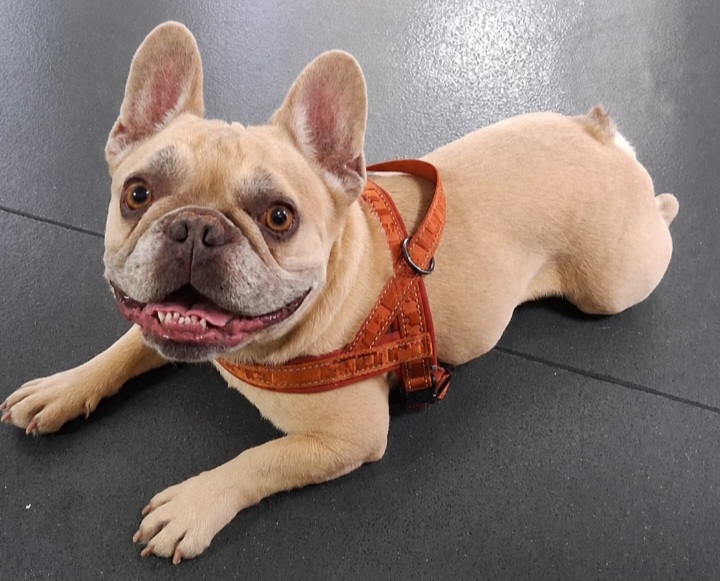 Adoptable dog at Pennine Pen Animal Rescue in Manchester, UK