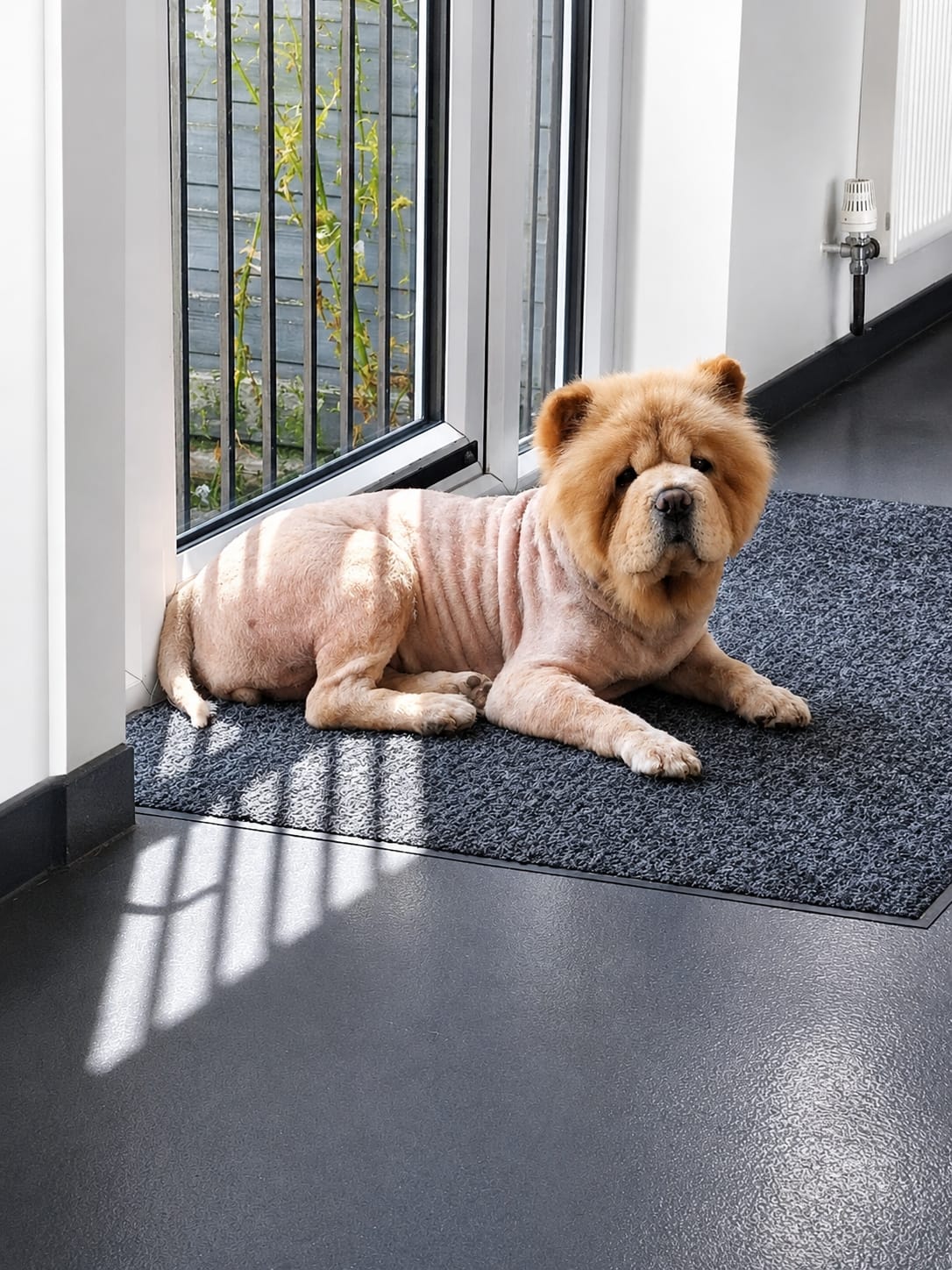 Adoptable dog at Pennine Pen Animal Rescue in Manchester, UK
