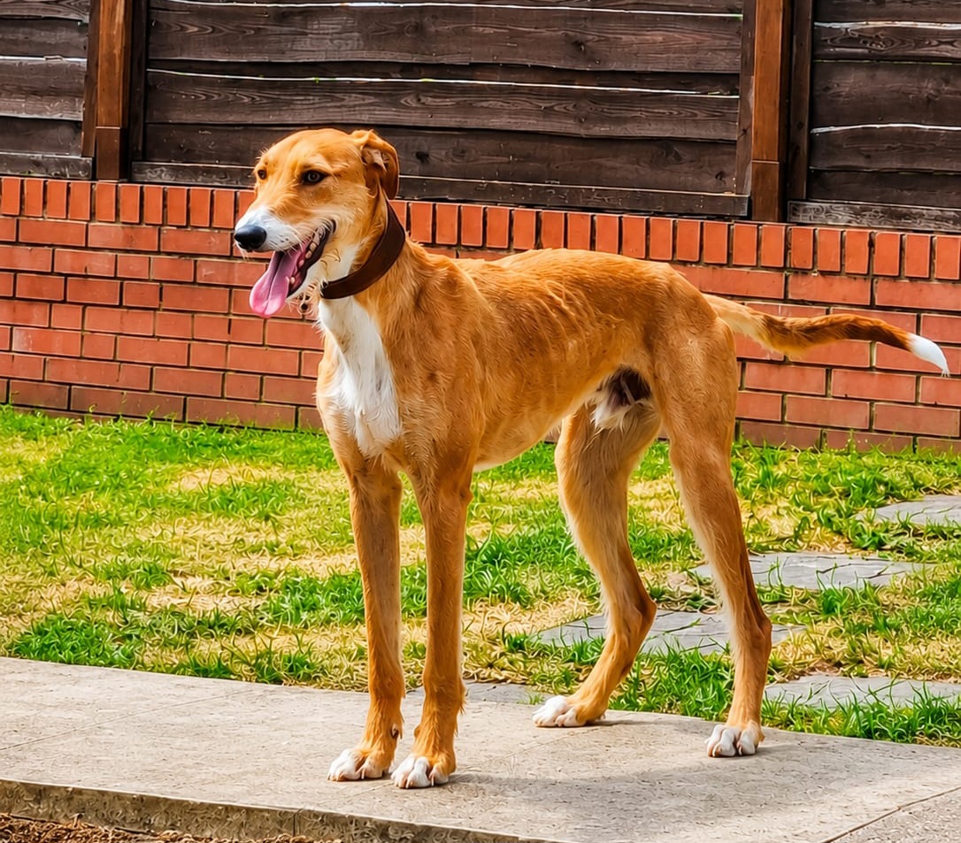 Adoptable dog at Pennine Pen Animal Rescue in Manchester, UK
