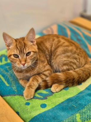 Adoptable cat at Pennine Pen Animal Rescue in Manchester, UK