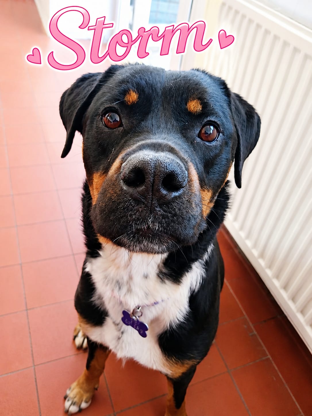 Adoptable dog at Pennine Pen Animal Rescue in Manchester, UK