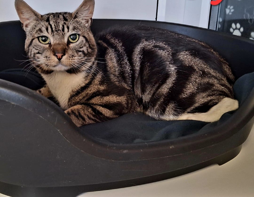 Adoptable cat at Pennine Pen Animal Rescue in Manchester, UK