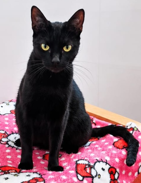 Adoptable cat at Pennine Pen Animal Rescue in Manchester, UK