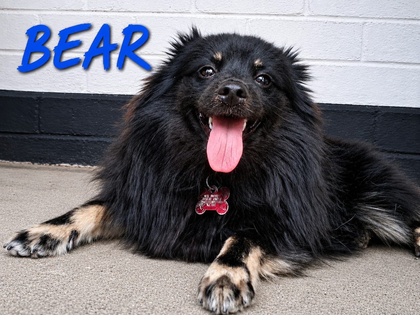 Adoptable dog at Pennine Pen Animal Rescue in Manchester, UK