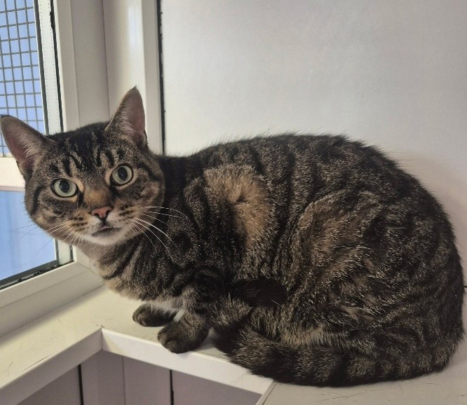 Adoptable cat at Pennine Pen Animal Rescue in Manchester, UK