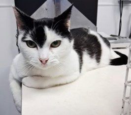 Adoptable cat at Pennine Pen Animal Rescue in Manchester, UK