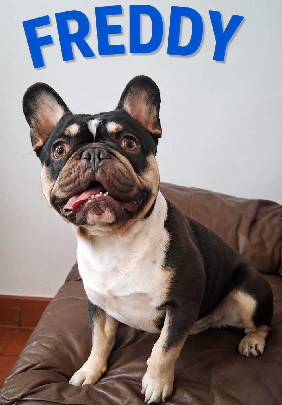 Adoptable dog at Pennine Pen Animal Rescue in Manchester, UK