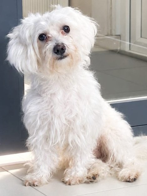 Adoptable dog at Pennine Pen Animal Rescue in Manchester, UK