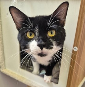 Adoptable cat at Pennine Pen Animal Rescue in Manchester, UK