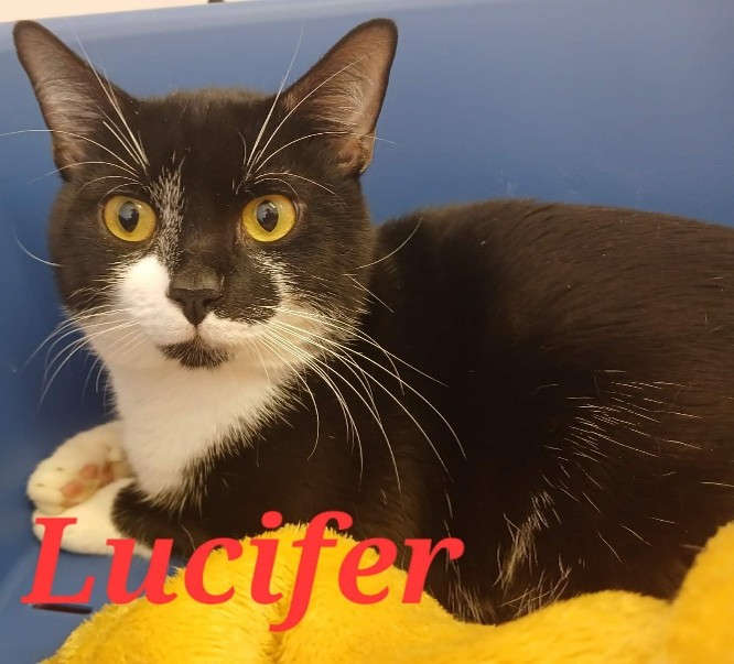 Adoptable cat at Pennine Pen Animal Rescue in Manchester, UK