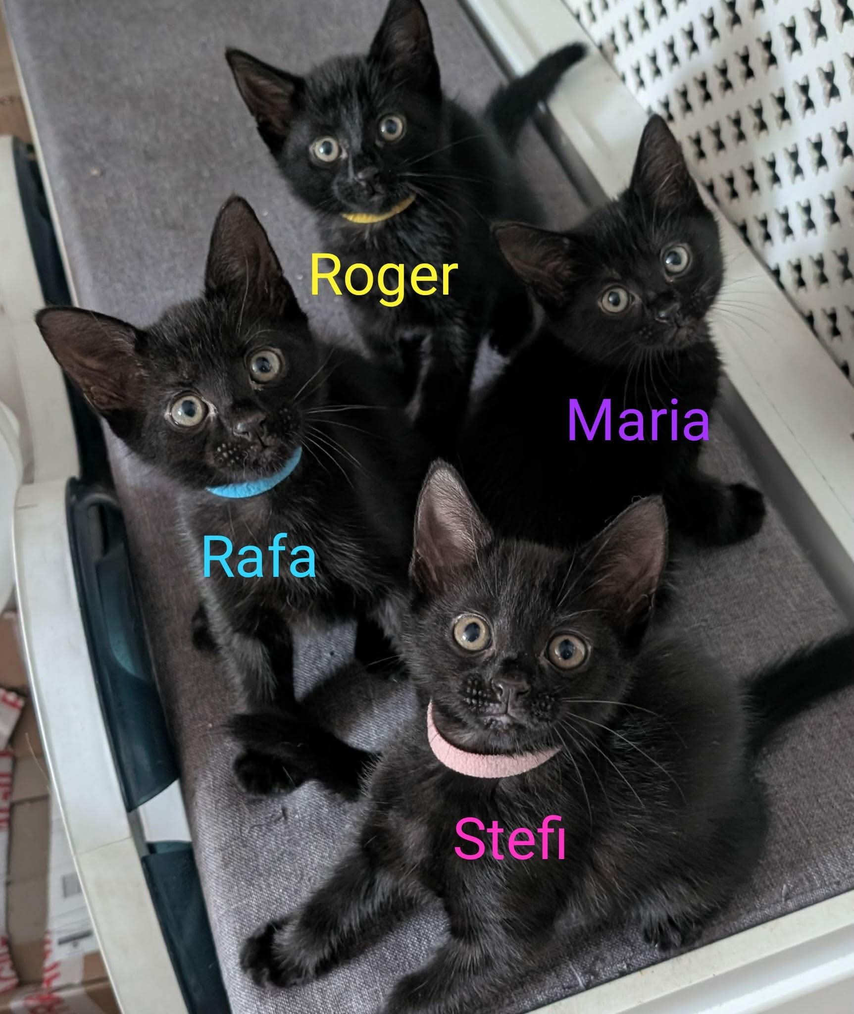 Adoptable cat at Pennine Pen Animal Rescue in Manchester, UK