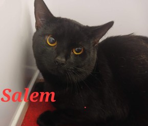 Adoptable cat at Pennine Pen Animal Rescue in Manchester, UK