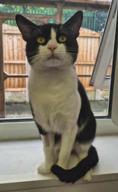 Adoptable cat at Pennine Pen Animal Rescue in Manchester, UK