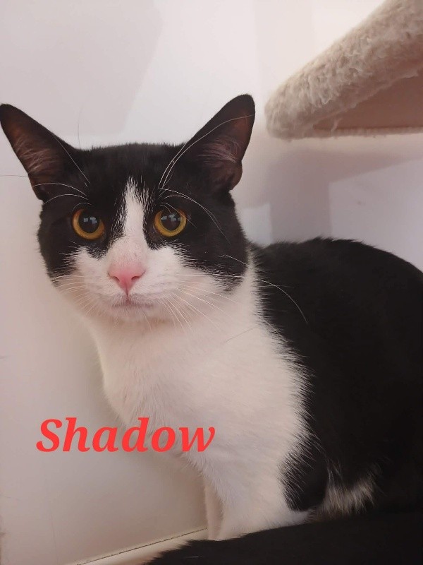 Adoptable cat at Pennine Pen Animal Rescue in Manchester, UK