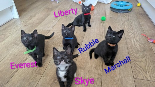 Adoptable cat at Pennine Pen Animal Rescue in Manchester, UK