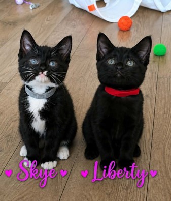 Adoptable cat at Pennine Pen Animal Rescue in Manchester, UK