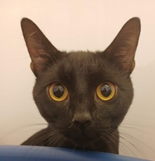 Adoptable cat at Pennine Pen Animal Rescue in Manchester, UK