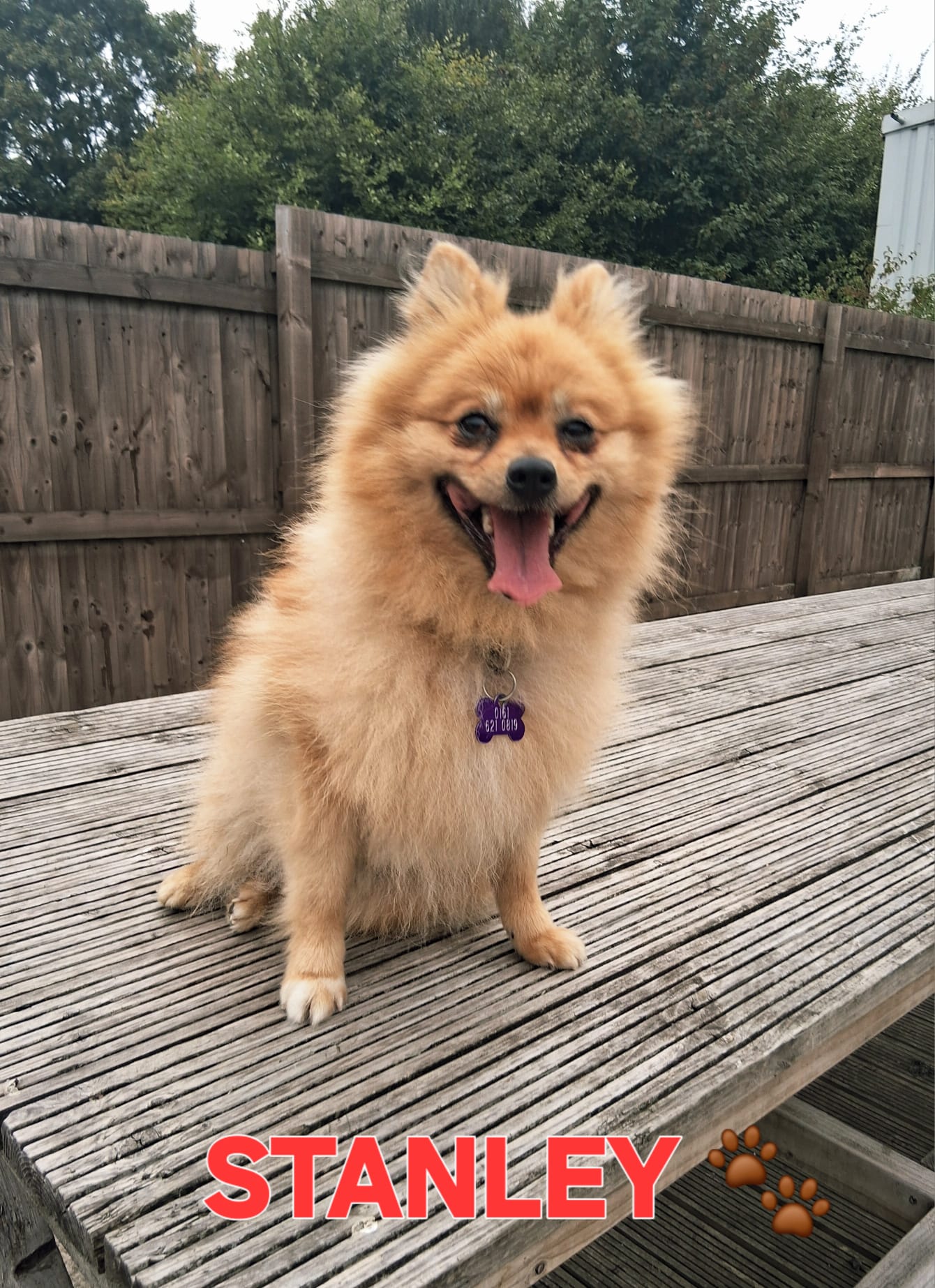 Adoptable dog at Pennine Pen Animal Rescue in Manchester, UK