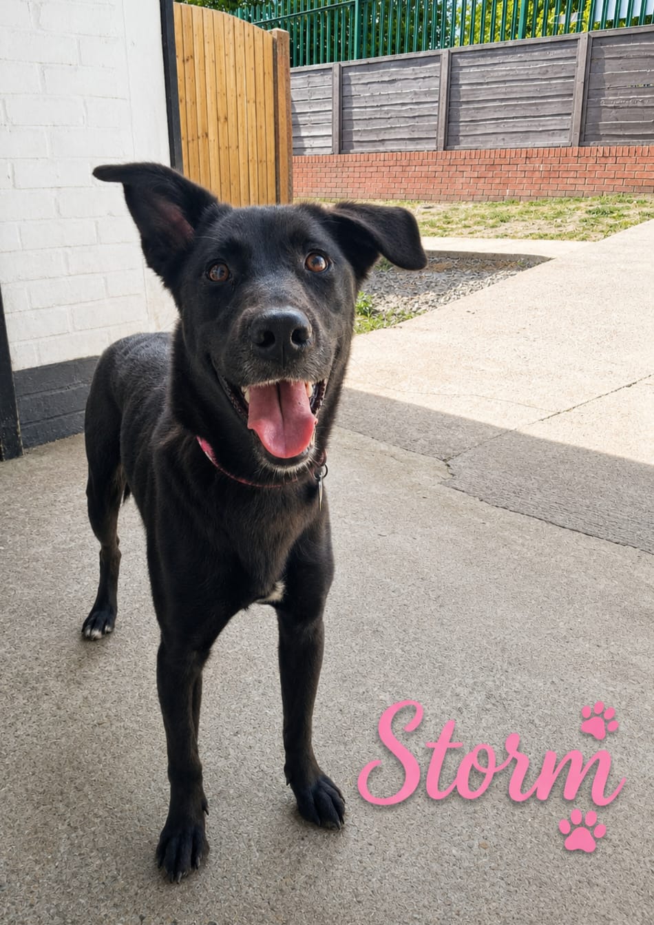 Adoptable dog at Pennine Pen Animal Rescue in Manchester, UK