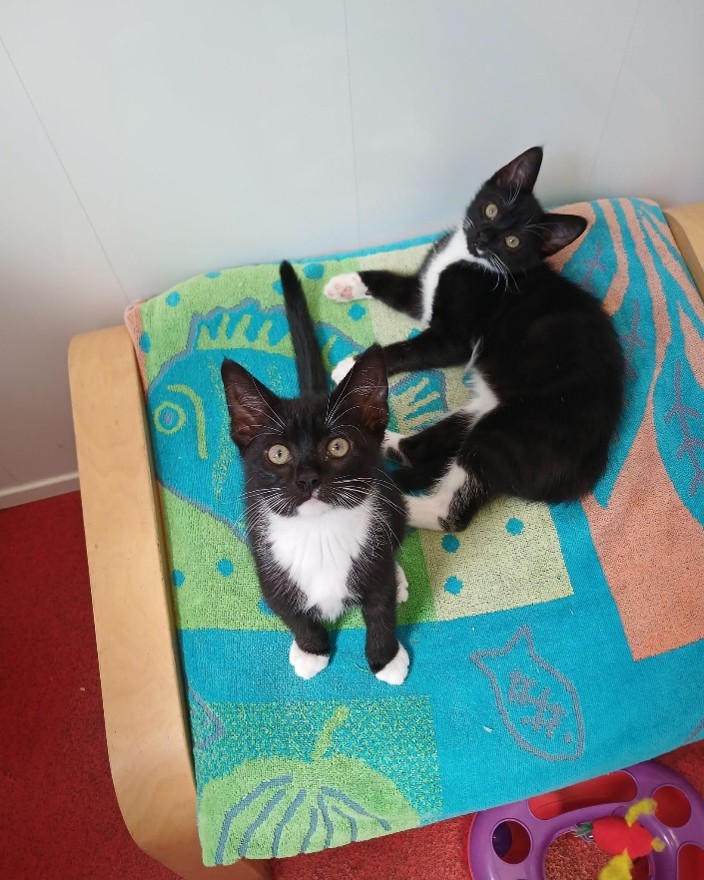 Adoptable cat at Pennine Pen Animal Rescue in Manchester, UK