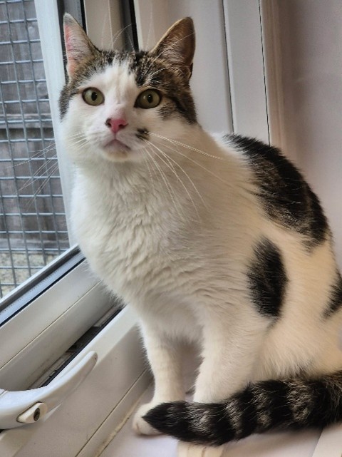 Adoptable cat at Pennine Pen Animal Rescue in Manchester, UK