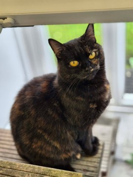 Adoptable cat at Pennine Pen Animal Rescue in Manchester, UK