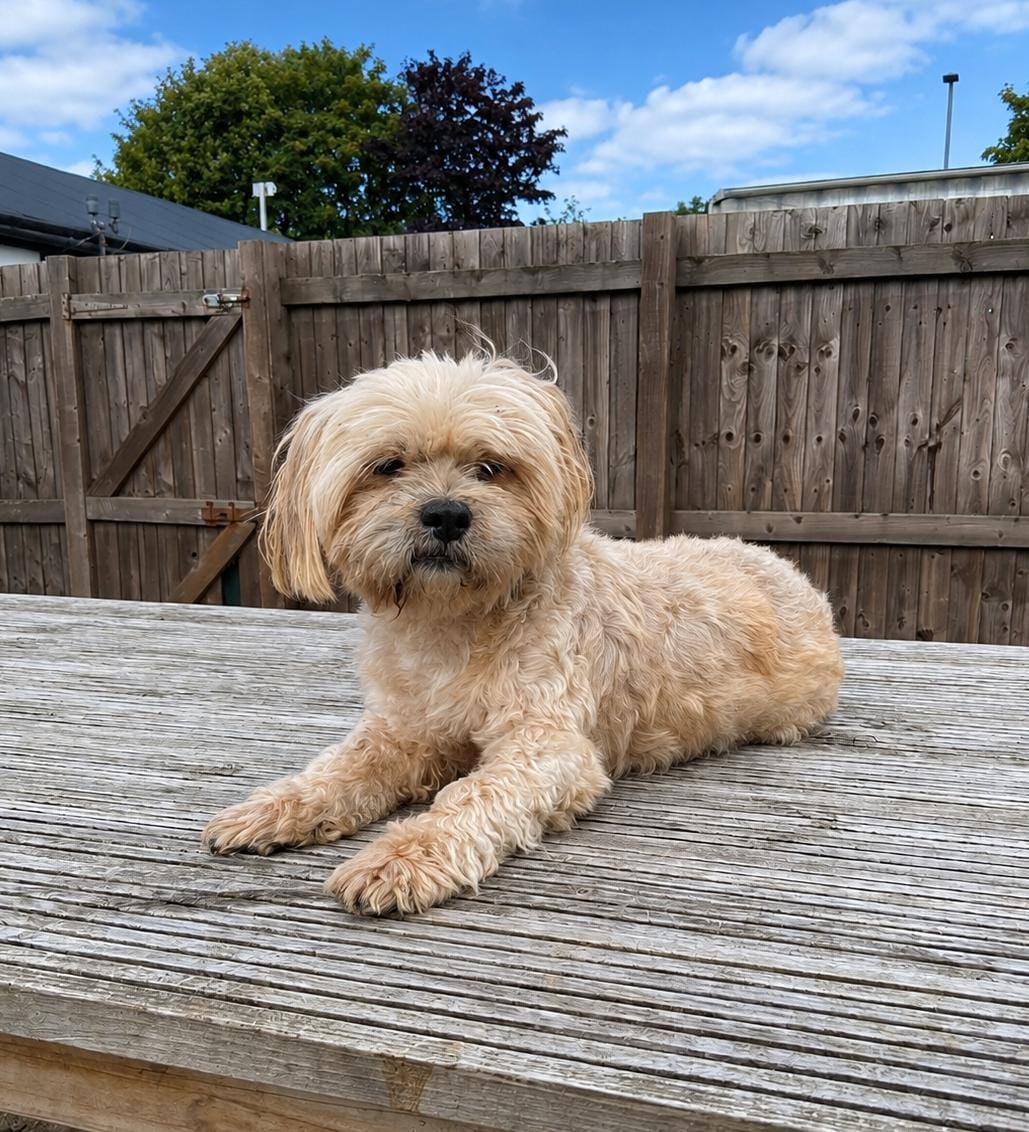 Adoptable dog at Pennine Pen Animal Rescue in Manchester, UK