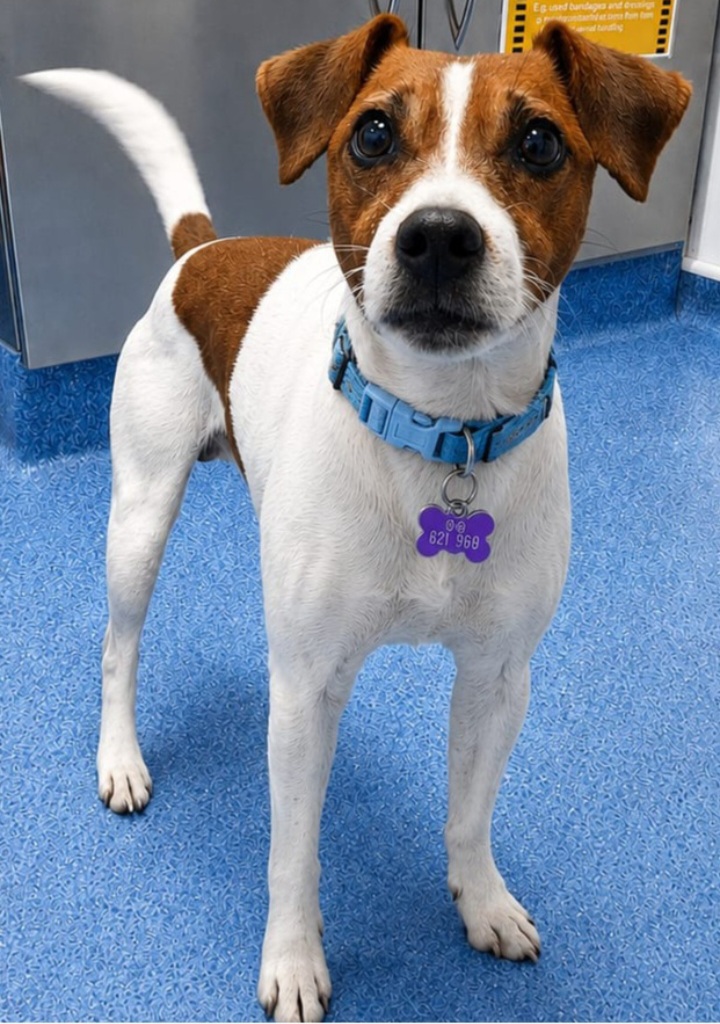 Adoptable dog at Pennine Pen Animal Rescue in Manchester, UK
