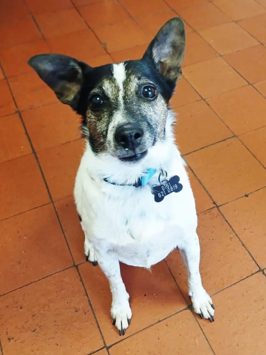 Adoptable dog at Pennine Pen Animal Rescue in Manchester, UK