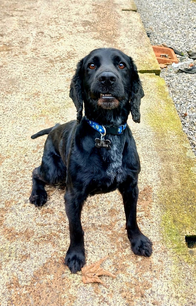 Adoptable dog at Pennine Pen Animal Rescue in Manchester, UK