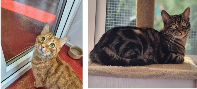 Adoptable cat at Pennine Pen Animal Rescue in Manchester, UK