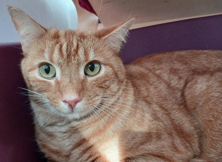 Adoptable cat at Pennine Pen Animal Rescue in Manchester, UK