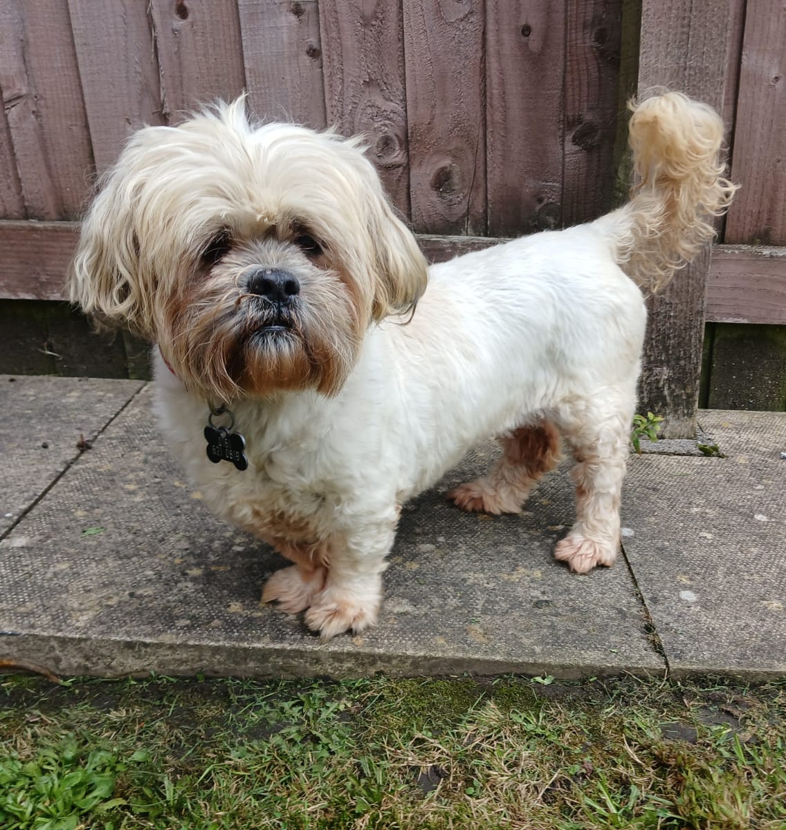 Adoptable dog at Pennine Pen Animal Rescue in Manchester, UK