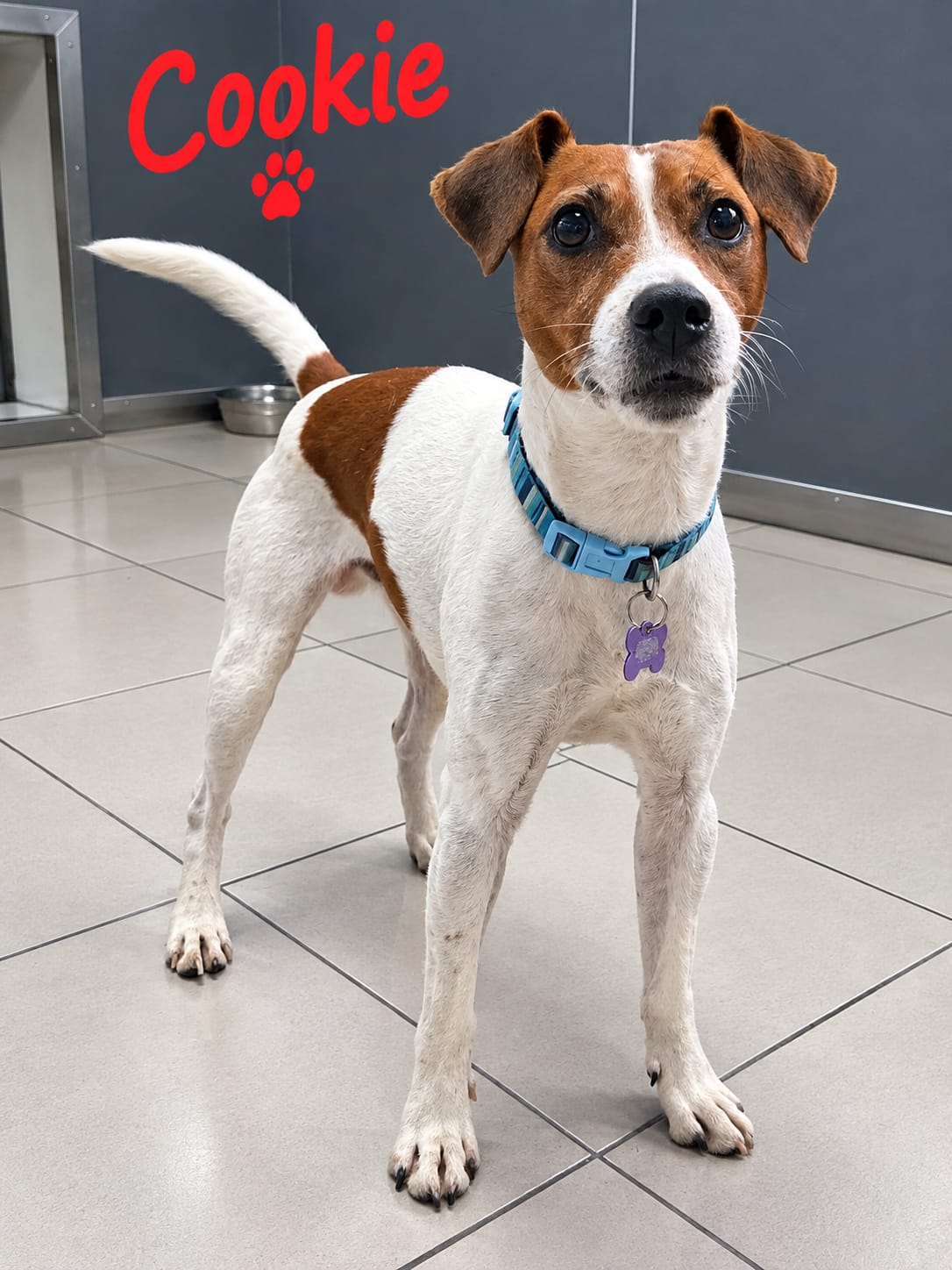 Adoptable dog at Pennine Pen Animal Rescue in Manchester, UK