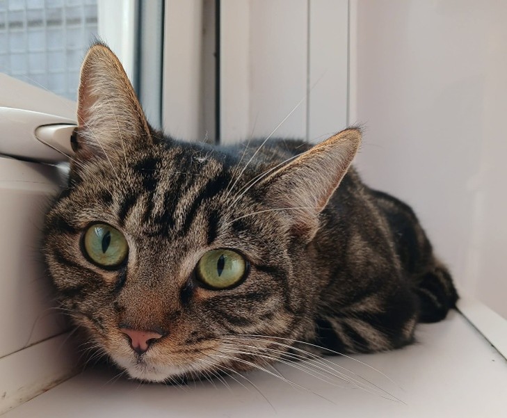 Adoptable cat at Pennine Pen Animal Rescue in Manchester, UK