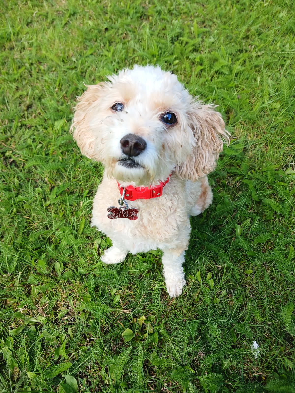 Adoptable dog at Pennine Pen Animal Rescue in Manchester, UK