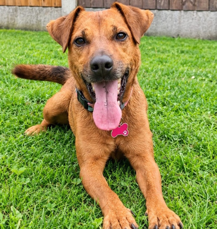 Adoptable dog at Pennine Pen Animal Rescue in Manchester, UK
