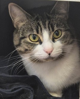 Adoptable cat at Pennine Pen Animal Rescue in Manchester, UK