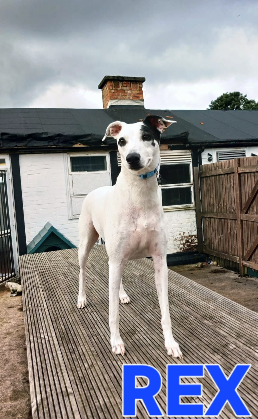 Adoptable dog at Pennine Pen Animal Rescue in Manchester, UK