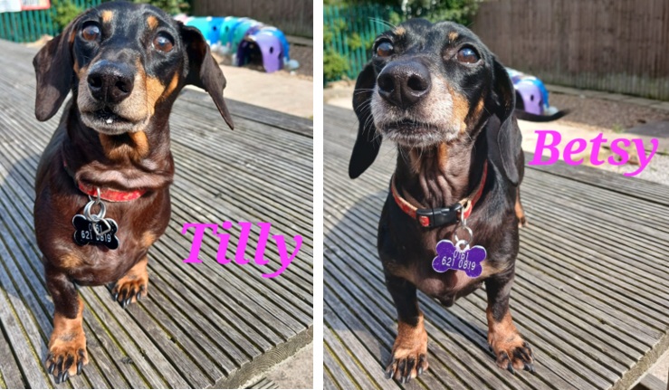 Adoptable dog at Pennine Pen Animal Rescue in Manchester, UK